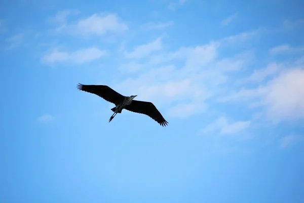 Heron tijdens de vlucht — Stockfoto