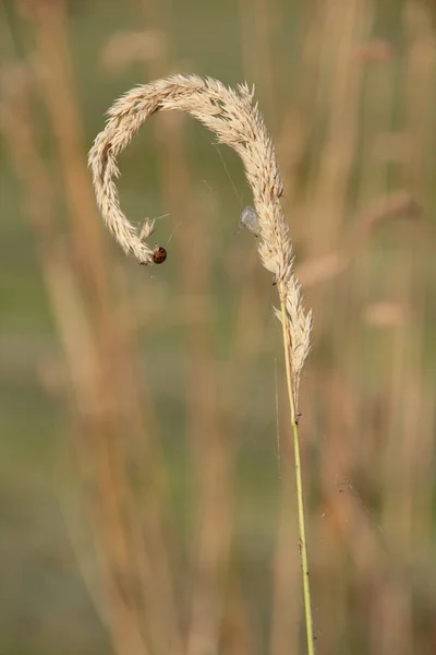 Marienkäfer und trockenes Gras — Stockfoto