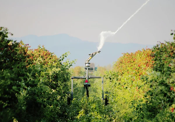 Irrigating Washington Raspberries — Stockfoto