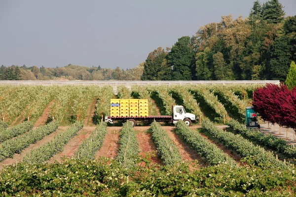 Ready for the Berry Harvest — ストック写真