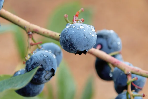 Yağmur damlaları Berry ürün üzerinde — Stok fotoğraf