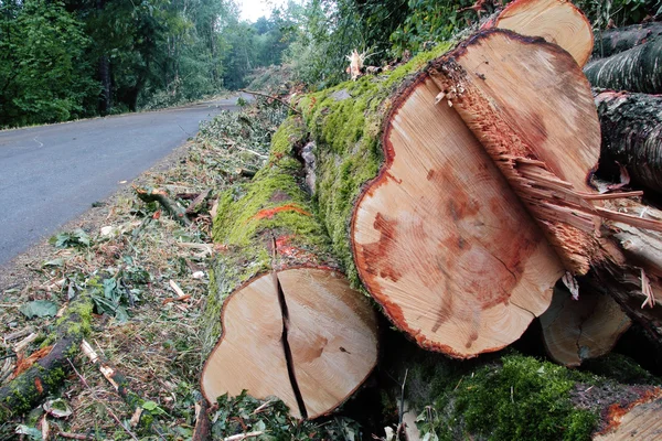 Raccolta della foresta — Foto Stock