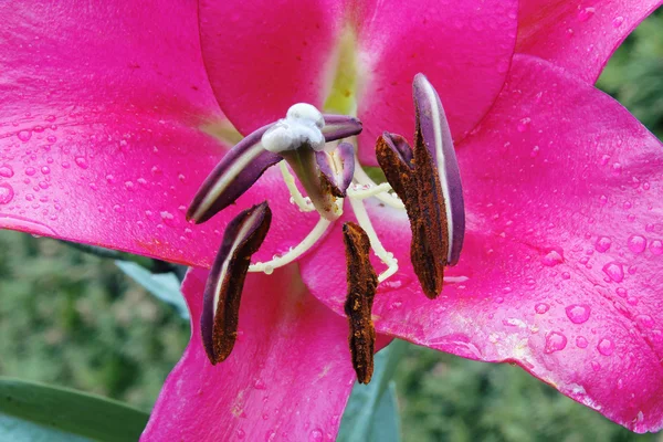 Purple Dendrobium orchid Flower — Zdjęcie stockowe