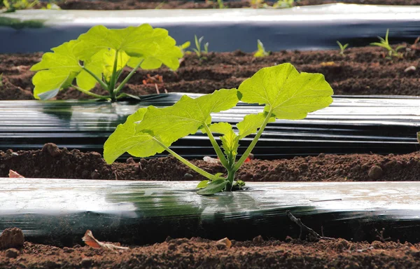 Diffusori da giardino in plastica — Foto Stock