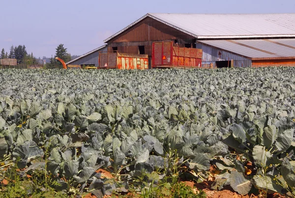 Cauliflower Crop — Stock Photo, Image