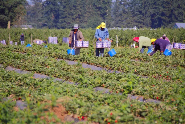 Les travailleurs agricoles cueillent des fraises — Photo