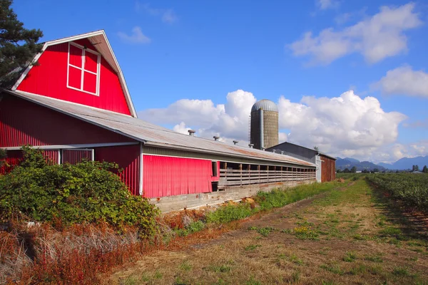 Rural Summer — Stock Photo, Image