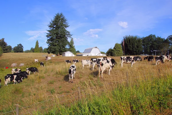 Fazenda leiteira canadense — Fotografia de Stock
