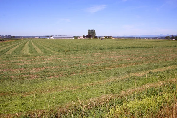 Henificación del campo — Foto de Stock