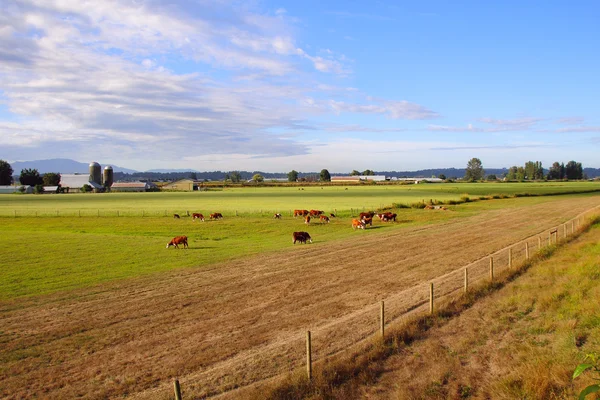 Zuivel kudde — Stockfoto