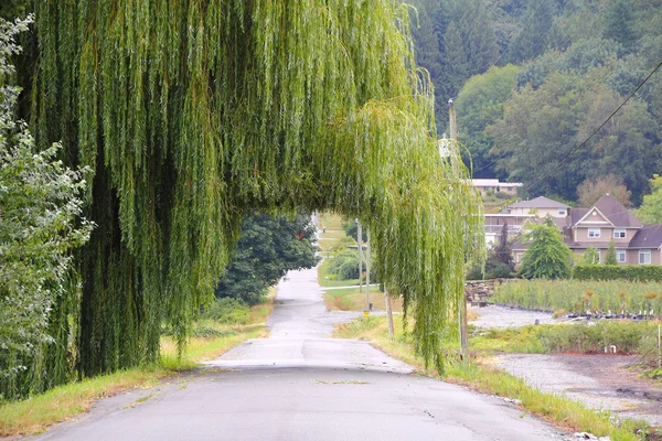 Road Through the Willow Tree — Stock Photo, Image
