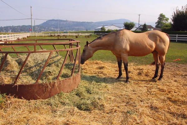 Alimentação de cavalo no feno — Fotografia de Stock