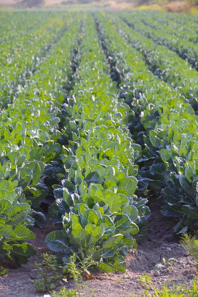 Vertical View of Cauliflower Crop — Stock Photo, Image