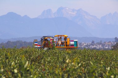 Berry Production in the Fraser Valley clipart