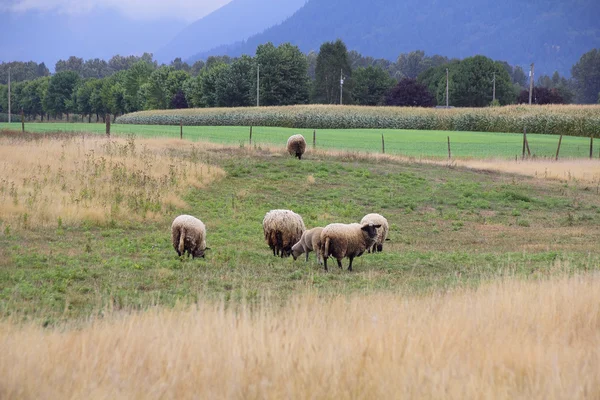 Schafe im Tal — Stockfoto