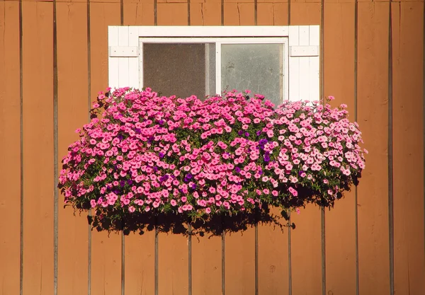 Window Flower Basket — Stock Photo, Image