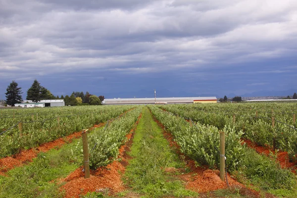 Nuages de pluie en milieu rural — Photo