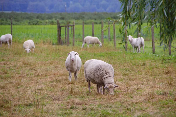 Katahdin Sheep Grazing — Stock Photo, Image