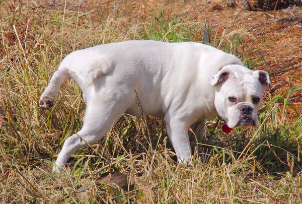 Bulldogge markiert seinen Platz — Stockfoto