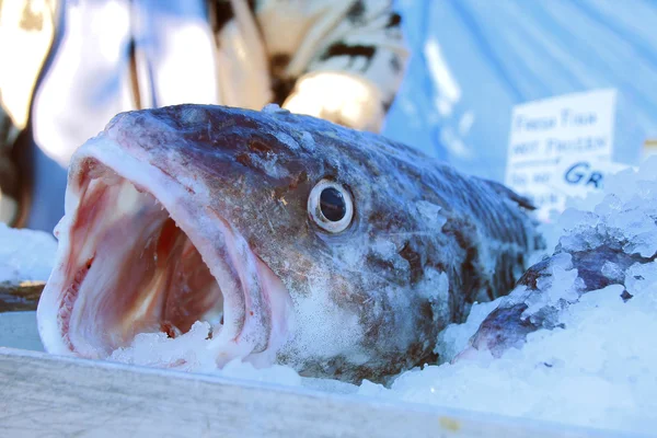 Bacalao congelado en venta — Foto de Stock