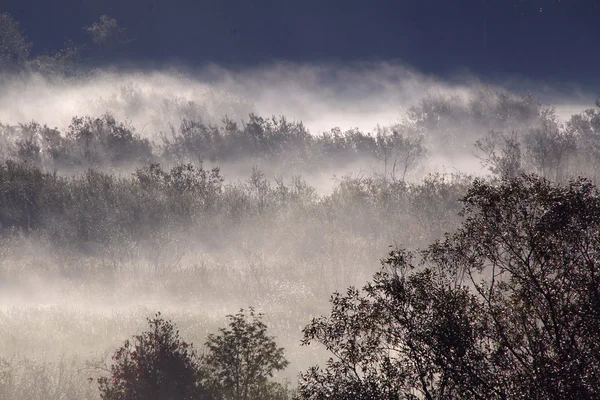 Az erdő sűrű köd — Stock Fotó