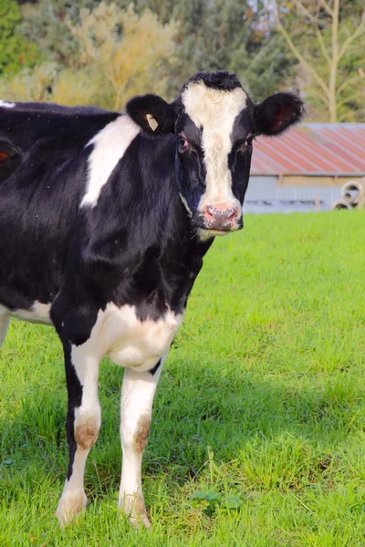 Vertical View of Dairy Cow — Stock Photo, Image