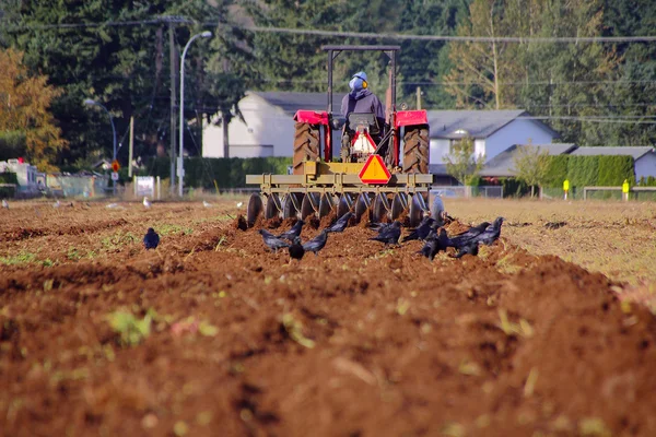 Indo Canadese landbouwer ploegen veld — Stockfoto