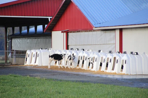 Hereford Calves and Hutches — Stock Photo, Image