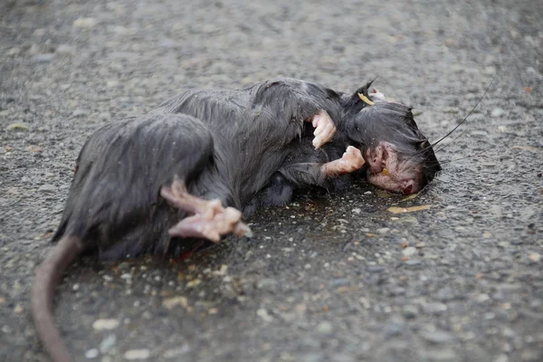 Dode muis op weg — Stockfoto