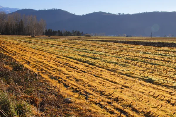 ワシントン州のトウモロコシ畑の冬 — ストック写真