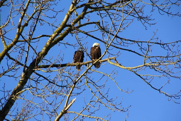Águilas calvas hembra y macho — Foto de Stock