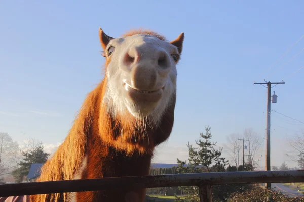 Expresión divertida en caballo — Foto de Stock