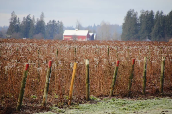 Washington Winter Raspberries – stockfoto