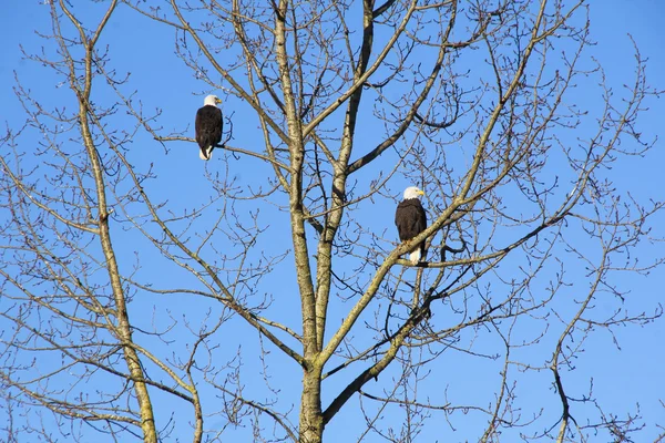 一双鹰在冬天 — 图库照片