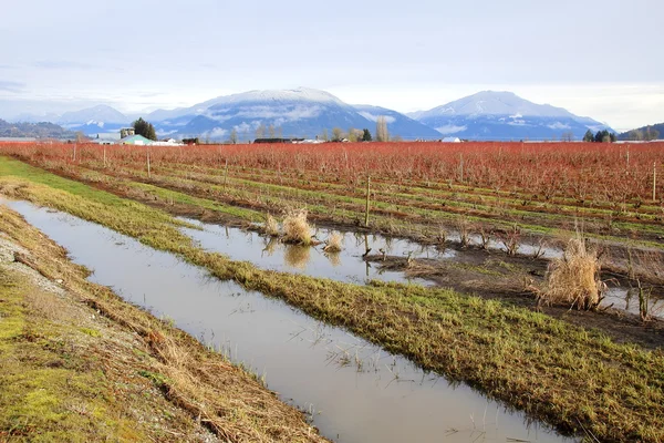 Paisaje rural saturado de invierno — Foto de Stock