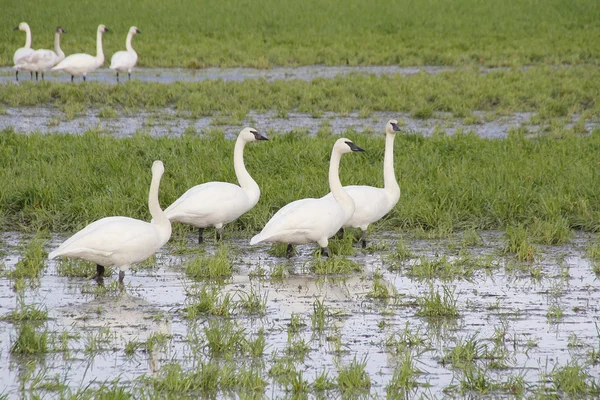 Grupp av trumpetare svanar — Stockfoto