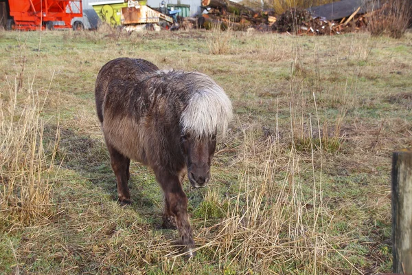 牧草地のアイスランドの馬. — ストック写真
