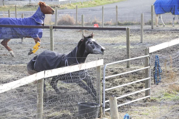 Portão de carregamento de cavalo — Fotografia de Stock