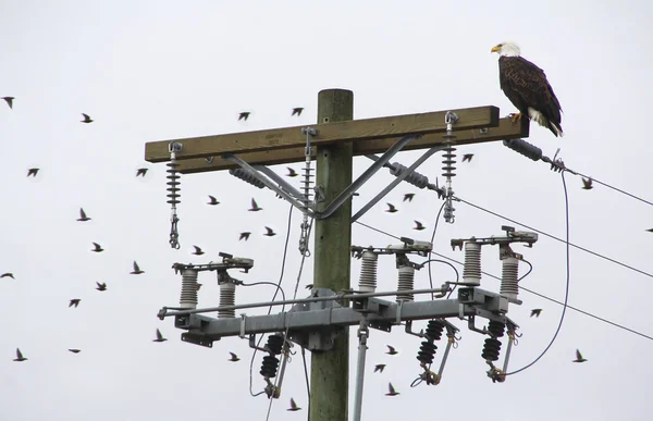 Águila relojes bandada de aves — Foto de Stock
