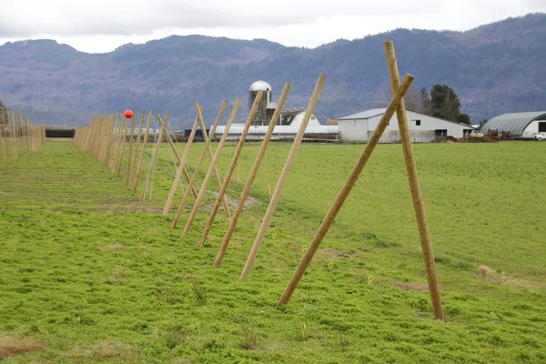 Setting Up for Hops Crop — Stock Photo, Image