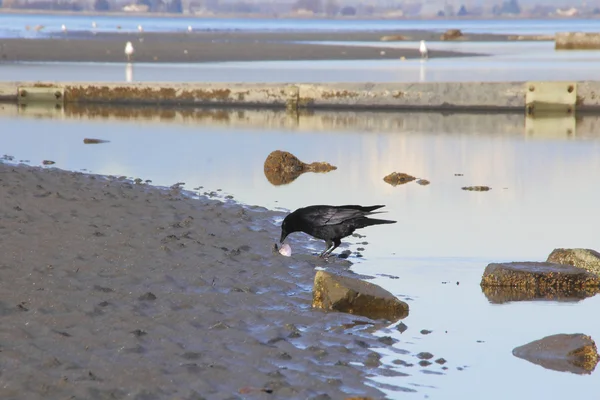 Blackbird finds a clam shell — Stock Photo, Image