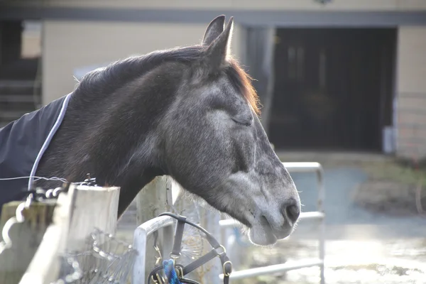 Um cavalo gosta de um pouco de olho fechado — Fotografia de Stock