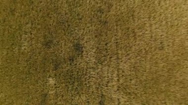 Uzaktan kumandalı aracı çek Tarlalarla vur Güçlü rüzgarlarla sallan