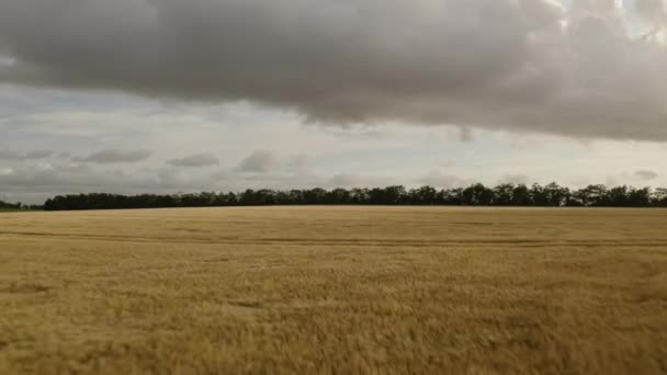Braune Felder schwanken im Wind mit dunklen Wolken darüber — Stockvideo
