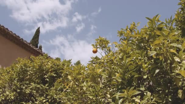 Naranja Cultivo Terrenos de la Alhambra — Vídeo de stock