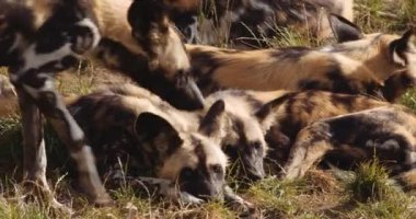 Afrika Vahşi Köpeği Safari Parkı 'nda dinlenmek için sürüye katıldı