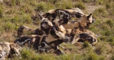 Afrika Vahşi Köpekleri Safari Parkı 'nda Birlikte Dinleniyor