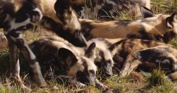 Αφρικανική Άγρια Σκύλος Συμμετοχή πακέτο για να ξεκουραστούν στο πάρκο Safari — Αρχείο Βίντεο