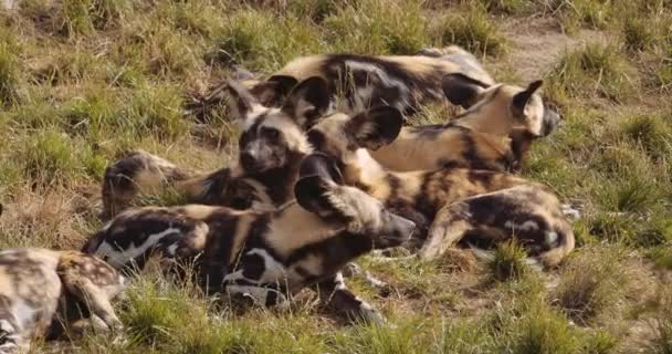 African Wild Dogs Resting Together In Safari Park — Stock Video