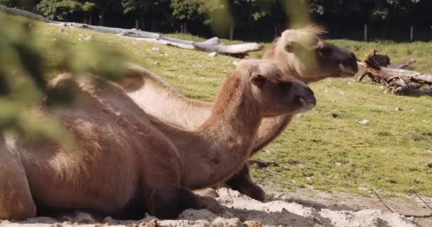 Бактрийские верблюды вместе в сафари-парке — стоковое видео